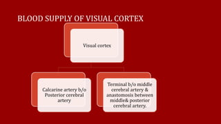 BLOOD SUPPLY OF VISUAL CORTEX
Visual cortex
Calcarine artery b/o
Posterior cerebral
artery
Terminal b/o middle
cerebral artery &
anastomosis between
middle& posterior
cerebral artery.
 