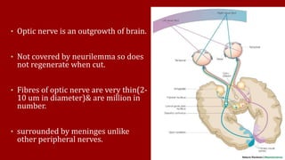 • Optic nerve is an outgrowth of brain.
• Not covered by neurilemma so does
not regenerate when cut.
• Fibres of optic nerve are very thin(2-
10 um in diameter)& are million in
number.
• surrounded by meninges unlike
other peripheral nerves.
 