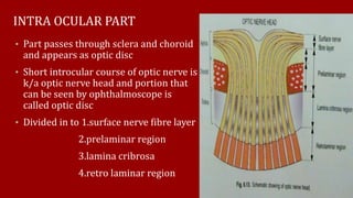 INTRA OCULAR PART
• Part passes through sclera and choroid
and appears as optic disc
• Short introcular course of optic nerve is
k/a optic nerve head and portion that
can be seen by ophthalmoscope is
called optic disc
• Divided in to 1.surface nerve fibre layer
2.prelaminar region
3.lamina cribrosa
4.retro laminar region
 