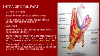INTRA ORBITAL PART
• 25 mm in length
• Extends from globe to orbital apex
• Takes curved path,extra length allows
gentle movement of globe
RELATIONS
• Surrounded by all 3 layers of meninges &
subarachnoid space.
• Some fibres of superior & medial rectus are
adherent to its sheath & account for painful
occular movements in retrobulbar neuritis.
• The central retinal artery along with vein
crosses the subarachnoid space to enter the
nerve on its inferomedial aspect.
 