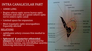 INTRA CANALICULAR PART
• 10MM LONG
• Begins where optic nerve leaves optic
foramen and ends at a point where optic
nerve enters optic canal
• Limited space for expansion
• Most traumatic optic neuropathies
frquently afected
RELATIONS
• ophthamic artery crosses frm medial to
lat side
• Sphenoid & posterior ethmoidal
sinuses lie medial to it & seperated by
thin bony lamina, coz retrobulbar neuritis
following infection of sinuses.
 