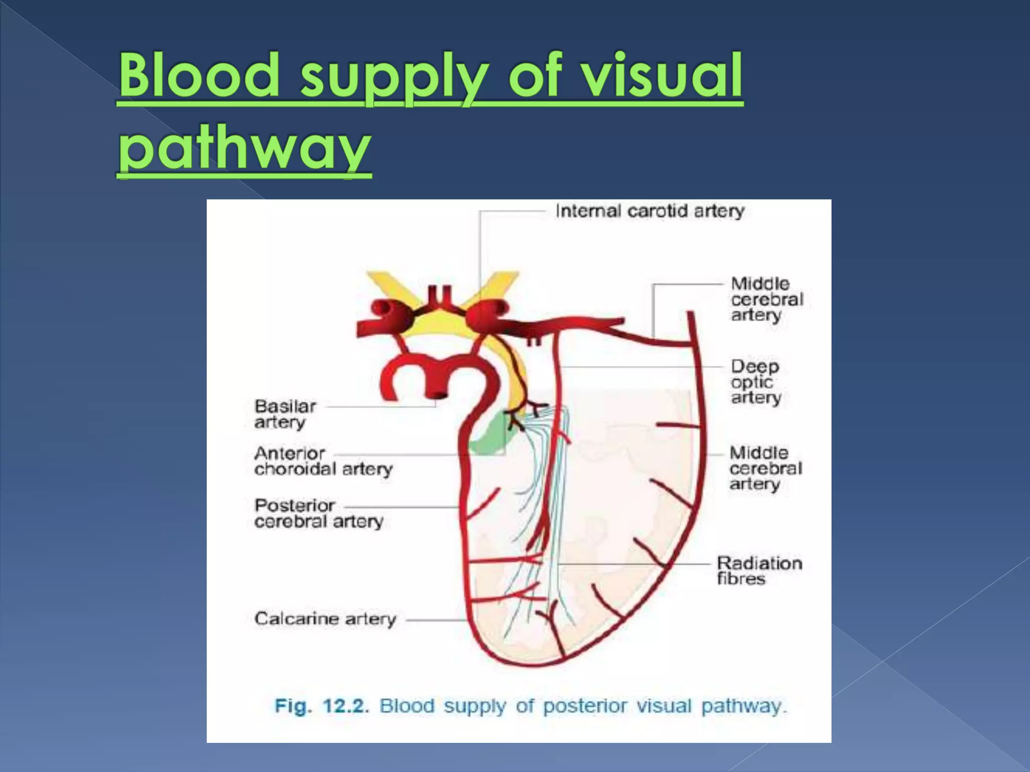 Anatomy of visual pathway | PPT