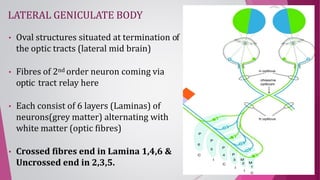 ANATOMY OF VISUAL PATHWAY - DR.RUTHRA.pptx