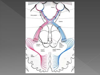 Anatomy of visual pathway and its lesion.pptx
