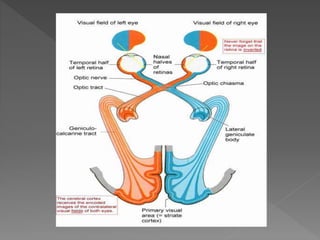 Visual Pathway Functions Anatomy of visual pathway and its lesion.pptx