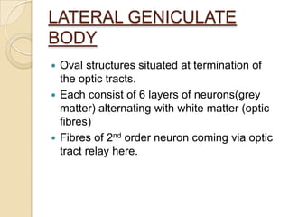 Anatomy of visual pathway and its lesions. | PPTX