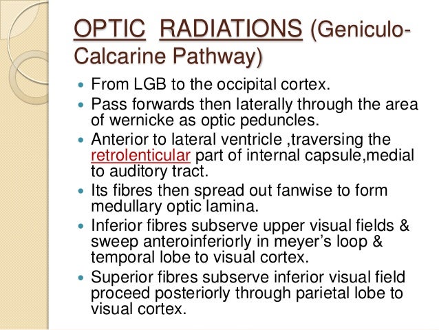Anatomy Of Visual Pathway Field Defects And Its Lesio - vrogue.co