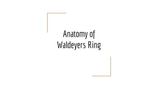 Anatomy of
Waldeyers Ring
 