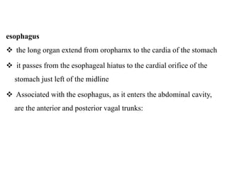 anatomy og GIT.pptx