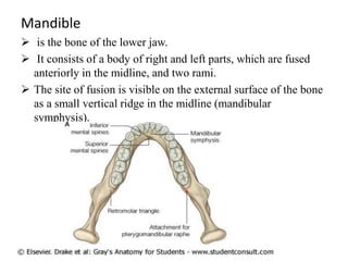 Midline Ridge Muscle anatomy og GIT.pptx