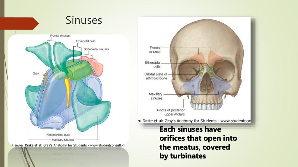 Anatomy of pns Biology Diagrams