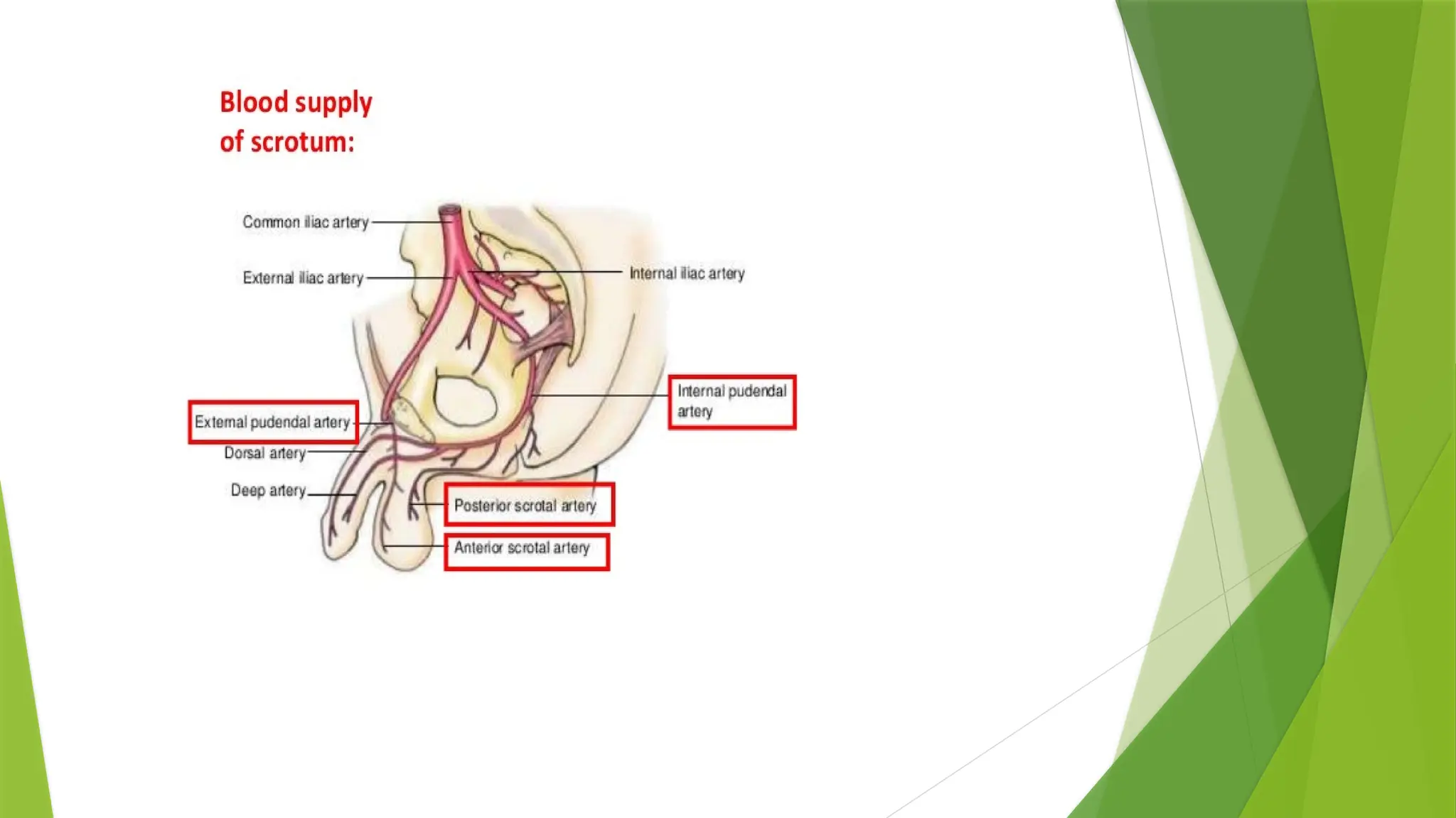 ANATOMY ON SCROTUM easy way to learn this just download.pptx