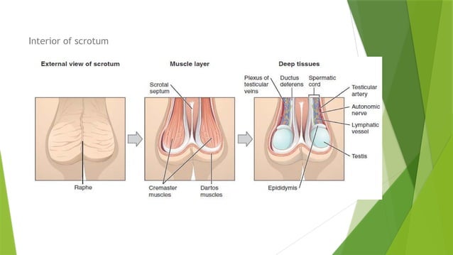 ANATOMY ON SCROTUM easy way to learn this just download.pptx