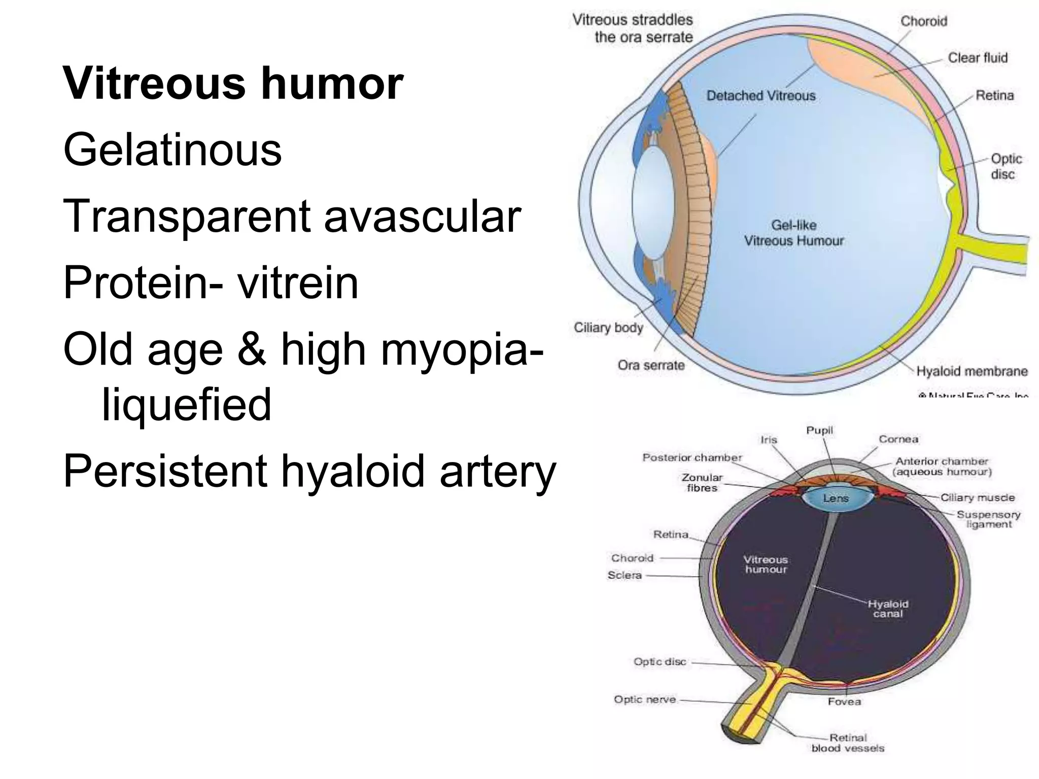 Anatomy, optics & refractive errors of eye | PPT