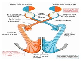 Inverse Projection Problem Eye Anatomy, optics & refractive errors of eye | PPT