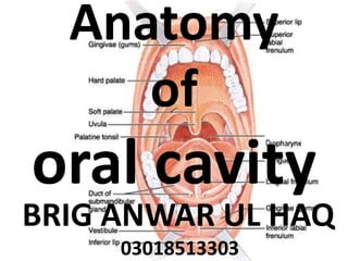 BRI
Anatomy
of
oral cavity
BRIG ANWAR UL HAQ
03018513303
 