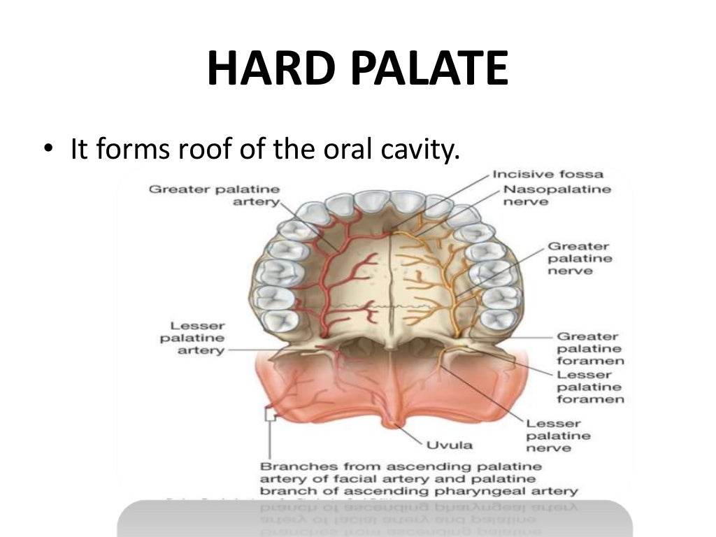 Anatomy oral cavity