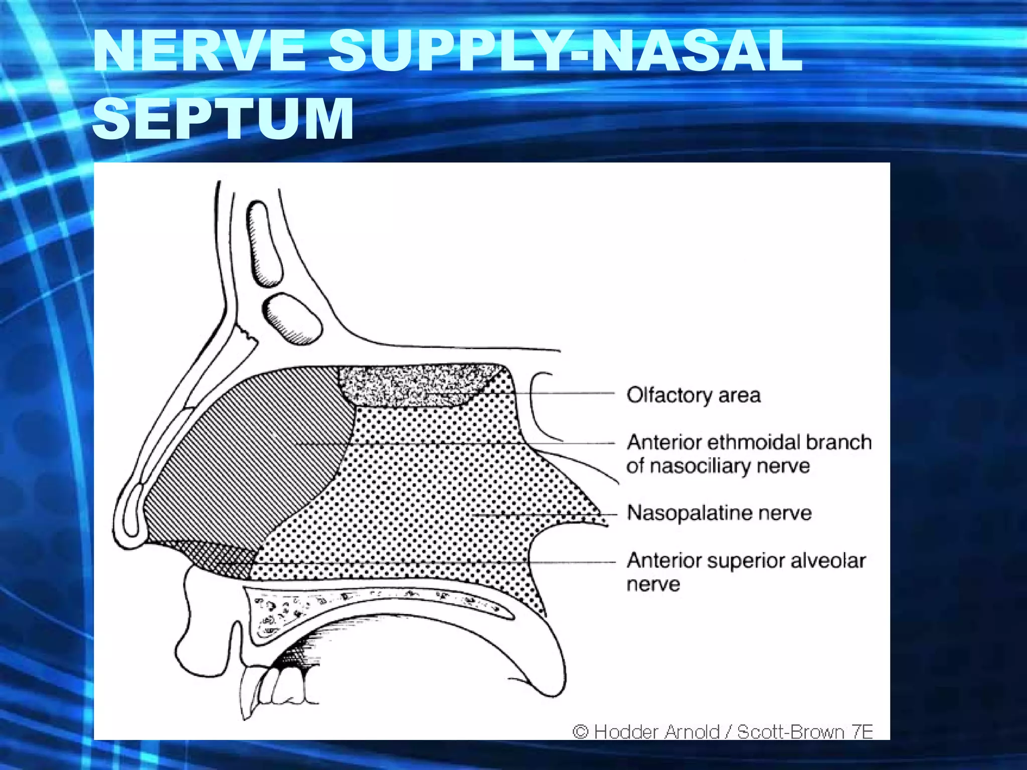 Anatomy and physiology of nose and paranasal sinuses | PPT