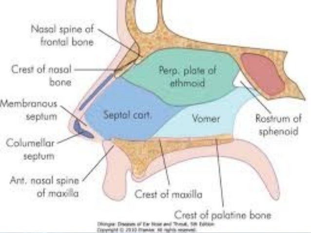 Anatomy And Physiology Of Nose And Paranasal Sinuses Anatomy And Physiology Of Nose And Paranasal Sinuses