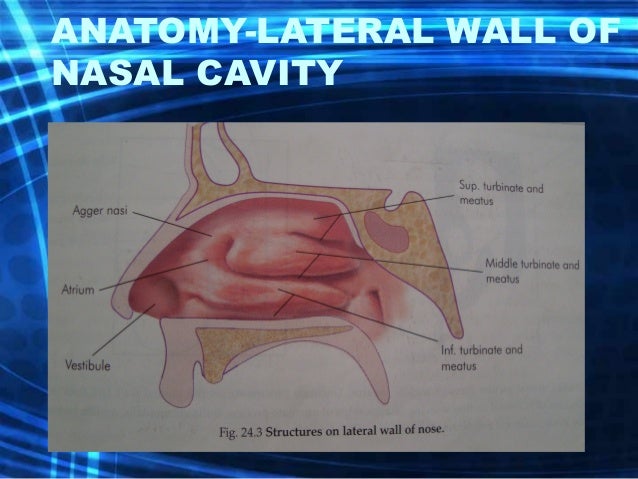 Anatomy And Physiology Of Nose And Paranasal Sinuses Anatomy And Physiology Of Nose And Paranasal Sinuses