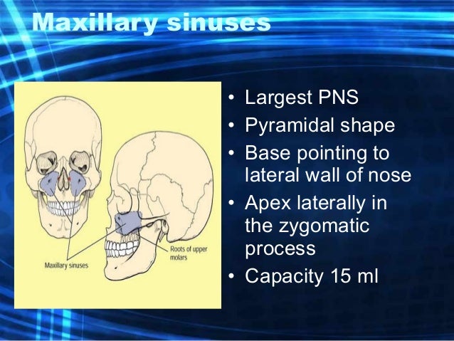 Anatomy And Physiology Of Nose And Paranasal Sinuses Anatomy And Physiology Of Nose And Paranasal Sinuses