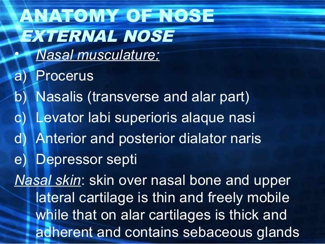 Anatomy And Physiology Of Nose And Paranasal Sinuses Anatomy And Physiology Of Nose And Paranasal Sinuses