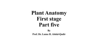 Plant Anatomy
First stage
Part five
By
Prof. Dr. Luma H. Abdul-Qadir
 