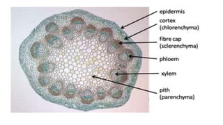 Anatomy part 5 | PPTX