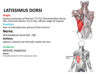 LATISSIMUS DORSIOrigin;spinous processes of thoracic T7-T12, thoracolumbar fascia, iliac crest and inferior 3 or 4 ribs, inferior angle of scapula.Insertion;floor of intertubercular groove of the humerus.Nerve;thoracodorsal nerve (C6 - C8).Actions;adducts, extends and internally rotates the arm.Antagonistdeltoid, trapeziusArtery;thoracodorsal branch of the subscapular artery 