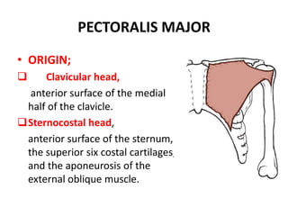 PECTORALIS MAJORORIGIN;	Clavicular head, anterior surface of the medial half of the clavicle.Sternocostal head, anterior surface of the sternum, the superior six costal cartilages, and the aponeurosis of the external oblique muscle.