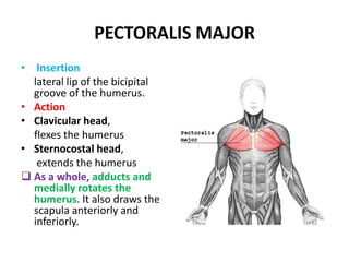 PECTORALIS MAJOR Insertionlateral lip of the bicipital groove of the humerus.ActionClavicular head,	flexes the humerusSternocostal head,	 extends the humerusAs a whole, adducts and medially rotates the humerus. It also draws the scapula anteriorly and inferiorly.PECTORALIS MAJORNerve supplymedial and lateral pectoral nerves (C5-T1).Clavicular head:   C5 and C6Sternocostal head:  C7, C8 and T1Arterial blood supply pectoral branch of the thoracoacromial trunk.the deep fascia on its anterior surface should not be fused to the fascia of the mammary gland - if it is, this is an important clinical sign indicating breast disease (Latin, pectus = breast bone)