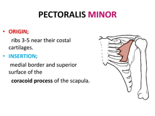 PECTORALIS MINORThe Pectoralis minor is a thin, triangular muscle, situated at the upper part of the chest, beneath the Pectoralis major.ActionIt stabilizes the scapula by drawing it inferiorly and anteriorly against the thoracic wall.Nerve supplymedial pectoral nerve (C8, T1).Arterial supply pectoral branch of the thoracoacromial trunk.