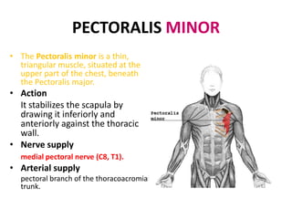SERRATUS ANTERIORORIGIN;outer surface ribs 1-8 or 9INSERTION;  medial border of the scapula on its costal (deep) surface.Actionit draws the scapula forward; the inferior fibers rotate the scapula superiorly.Nerve supplylong thoracic nerve (from ventral rami C5-C7).Arterial supplylateral thoracic artery.AntagonistRhomboid major, Rhomboid minor, Trapezius”