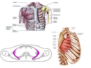 a lesion of long thoracic nerve will cause winging of the scapula (i.e., the medial border of the scapula falls away from the posterior chest wall and looks like an angel's wing) (Latin, serratus = to saw)The serratus anterior is occasionally called the "big swing muscle”