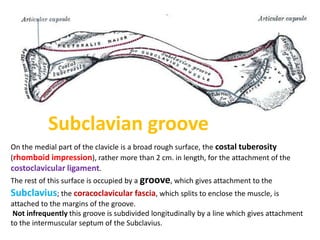 SUBCLAVIUSInferior surface of the clavicle to 1st rib
