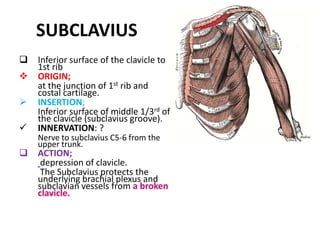 ORIGIN;	at the junction of 1st rib and costal cartilage.INSERTION; Inferior surface of middle 1/3rd of the clavicle (subclavius groove).INNERVATION: ?Nerve to subclavius C5-6 from the upper trunk.ACTION;depression of clavicle. The Subclavius protects the underlying brachial plexus and subclavian vessels from a broken clavicle.