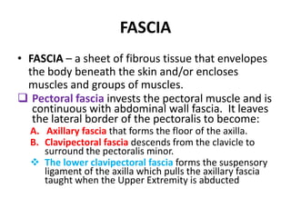 FASCIAFASCIA – a sheet of fibrous tissue that envelopes the body beneath the skin and/or encloses muscles and groups of muscles. Pectoral fasciainvests the pectoral muscle and is continuous with abdominal wall fascia.  It leaves the lateral border of the pectoralis to become:Axillary fascia that forms the floor of the axilla.Clavipectoral fascia descends from the clavicle to surround the pectoralis minor.The lower clavipectoral fascia forms the suspensory ligament of the axilla which pulls the axillary fascia taught when the Upper Extremity is abducted  FASCIAScapular fascia:  invests each muscle originating from the surface of the scapula (supra, infra- spinatus & subscapularis creating a tough fascial compartment.  Muscle fibers originated from these fascial surfaces.