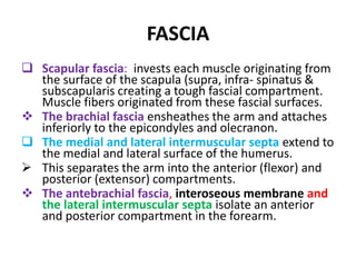 The brachial fascia ensheathes the arm and attaches inferiorly to the epicondyles and olecranon.
