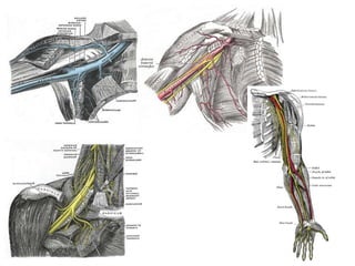 The medial and lateral intermuscular septa extend to the medial and lateral surface of the humerus. 