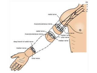 This separates the arm into the anterior (flexor) and posterior (extensor) compartments.
