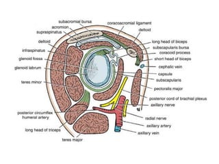 The antebrachial fascia,interoseous membrane andthe lateral intermuscular septa isolate an anterior and posterior compartment in the forearm. 