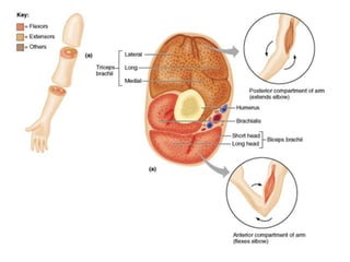 ARM BRACHIUMAnterior and posterior compartments