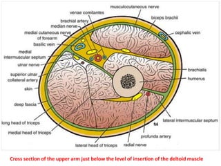 ANTERIOR COMPARTMENTBBCBICEPS BRACHII.BRACHIALIS.CORACOBRACHIALIS.