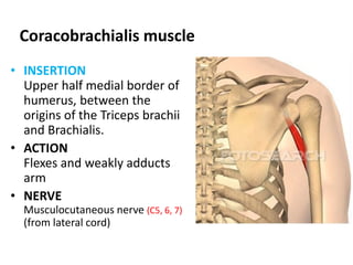 Cross section of the upper arm just below the level of insertion of the deltoid muscle