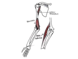 Coracobrachialis muscleORIGINCoracoid process of scapula with biceps brachii .