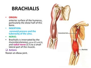 Coracobrachialis muscleINSERTIONUpper half medial border of humerus, between the origins of the Triceps brachii and Brachialis.ACTIONFlexes and weakly adducts arm NERVEMusculocutaneous nerve (C5, 6, 7) (from lateral cord)
