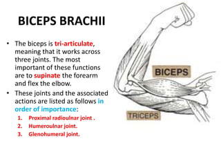 BRACHIALISORIGIN:	anterior surface of the humerus, particularly the distal half of this bone.INSERTION: coronoid process and the tuberosity of the ulna.NERVE:Brachialis is innervated by the musculocutaneous nerve (C5 and 6), and radial nerve (C7) to a small lateral part of the muscle. Actionsflexion at elbow joint.