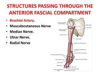 BICEPS BRACHIIORIGINshort head: coracoid process of the scapula. long head: supraglenoid tubercle.INSERTION;TENDONradial tuberosity.BICIPITTAL APONEUROSIS into deep fascia on medial part of forearm.