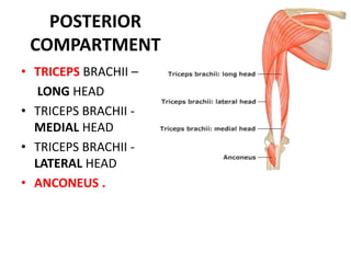 BICEPS BRACHIINERVEMusculocutaneous nerve (C5–C7).ACTIONSflexes elbow and supinates forearm.Antagonist	Triceps brachii muscle.