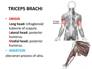 STRUCTURES PASSING THROUGH THE ANTERIOR FASCIAL COMPARTMENTBrachial Artery.Musculocutaneous Nerve.Median Nerve.Ulnar Nerve.Radial Nerve